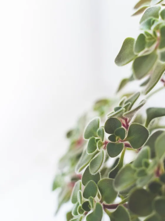 featured image - The Benefits of Houseplants in Winter: How to Keep Your Indoor Garden Alive and Thriving