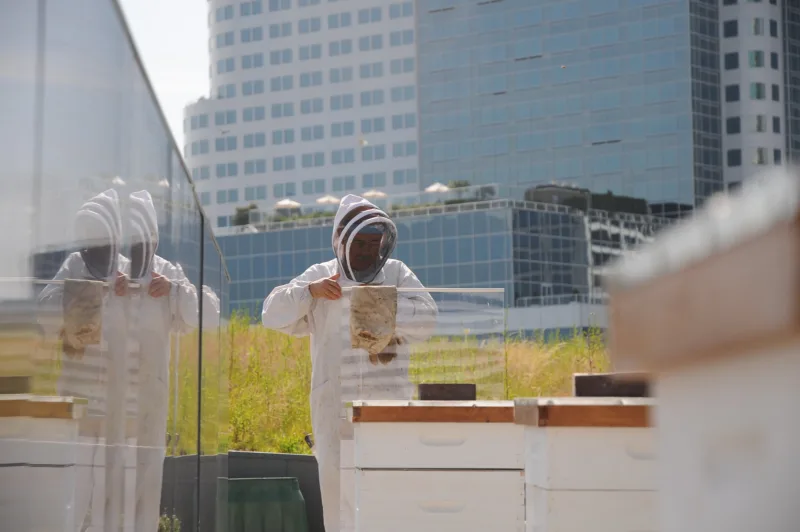 Rooftop Beehives - Urban Beekeeping