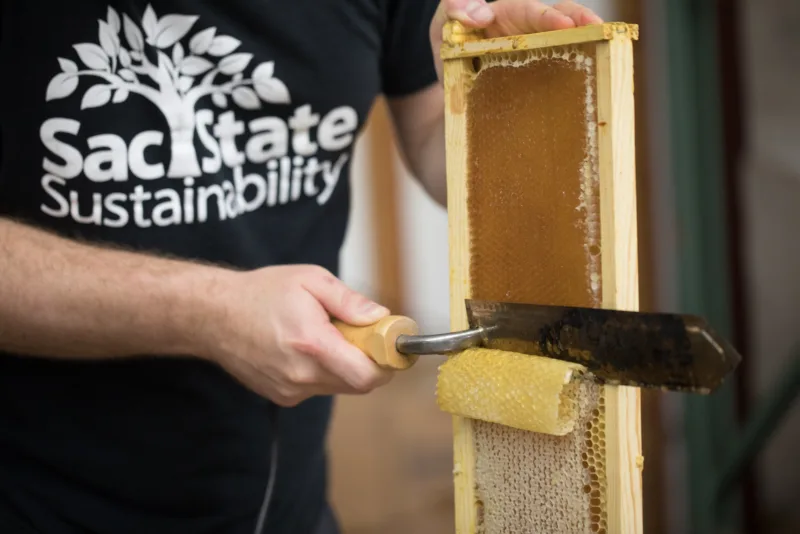 Urban Beekeeping - Detail of harvesting honey using a hot uncapping knife