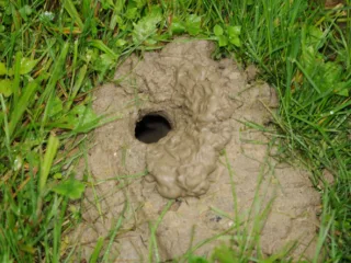 Learn how to identify, deal with, and prevent snake holes in your yard. Stay vigilant and protect your home from potential dangers.