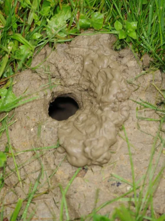 Learn how to identify, deal with, and prevent snake holes in your yard. Stay vigilant and protect your home from potential dangers.