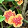 These unusual leaves have vibrant colors with fungal diseases.